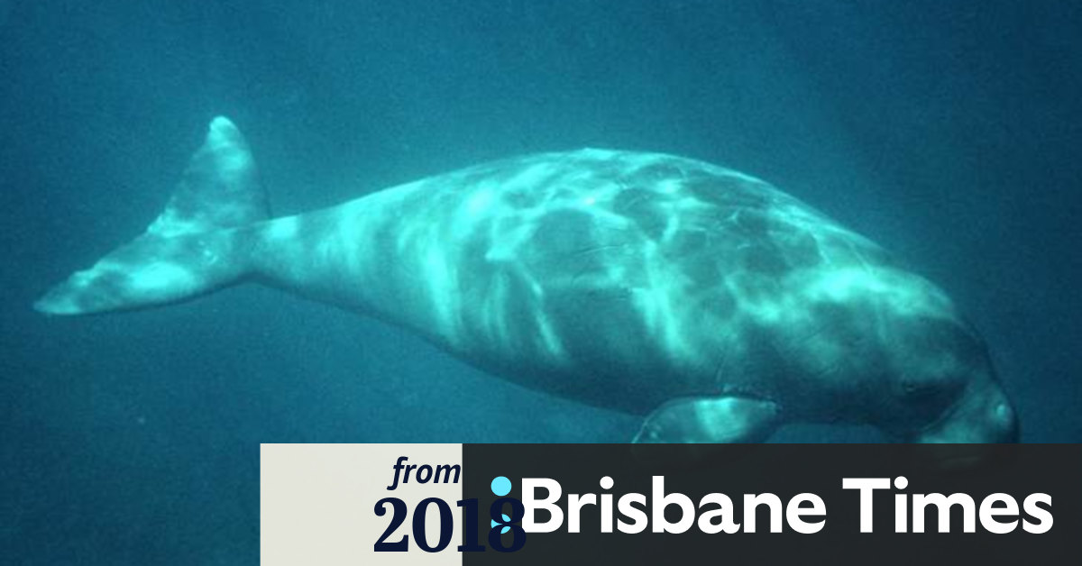 Men fined $17,000 after dead green turtles, dugong found in boat